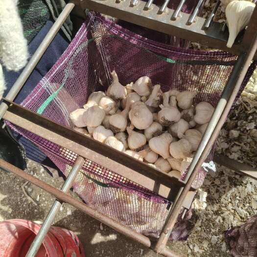 白城东北白皮蒜