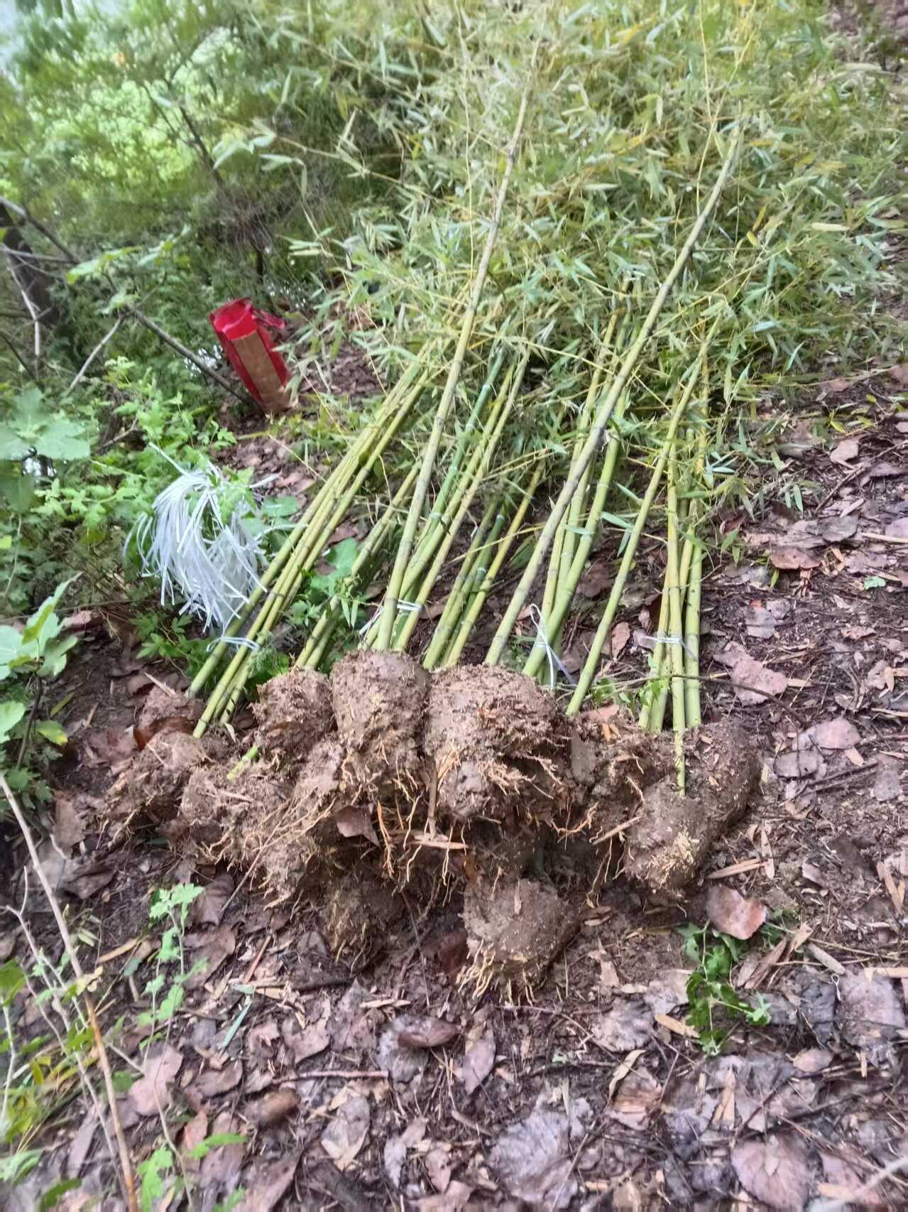 钢竹早园竹淡竹金镶玉紫竹水竹罗汉竹