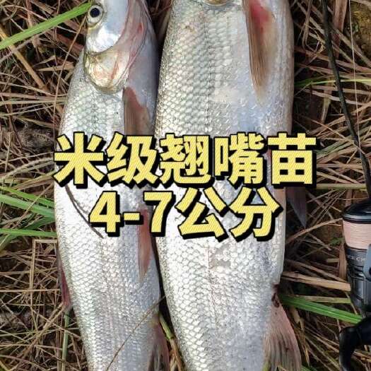 浏阳市翘嘴苗