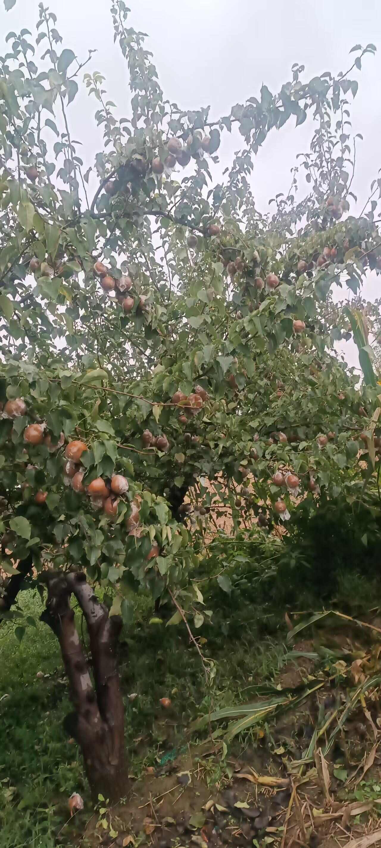 老牌红梨新鲜采摘