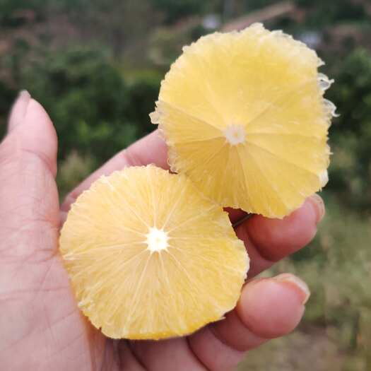 麻阳锦蜜橙