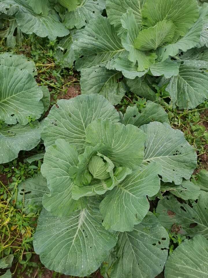 甘蓝，平包菜，卷心菜，脆甜松包菜，基地供货