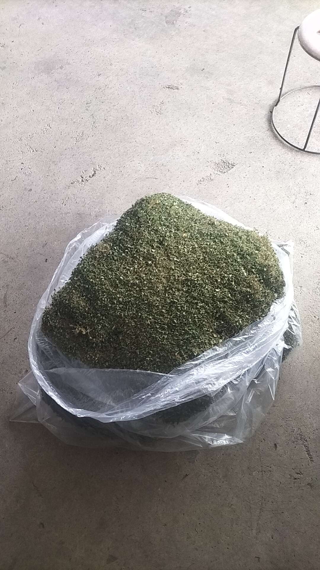 马蹄金 新货不断