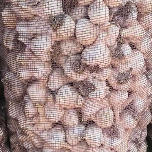 杜尔伯特东北白皮蒜