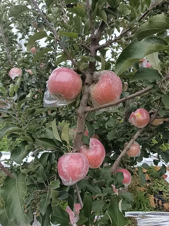预售红富士 新鲜采摘