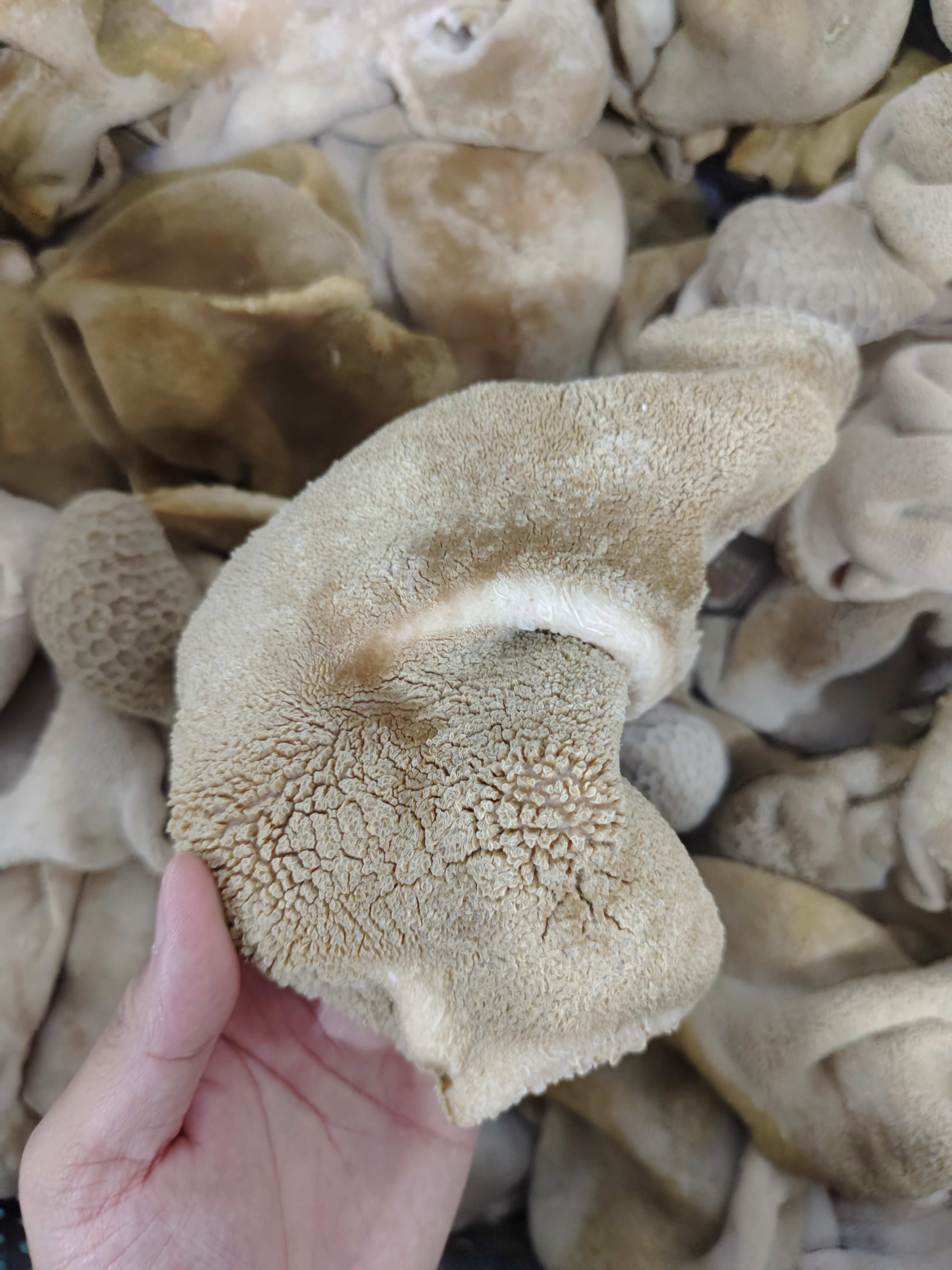 锡盟屠宰场直销！熟羊肚，全国发货质量保证各类手续检疫齐全