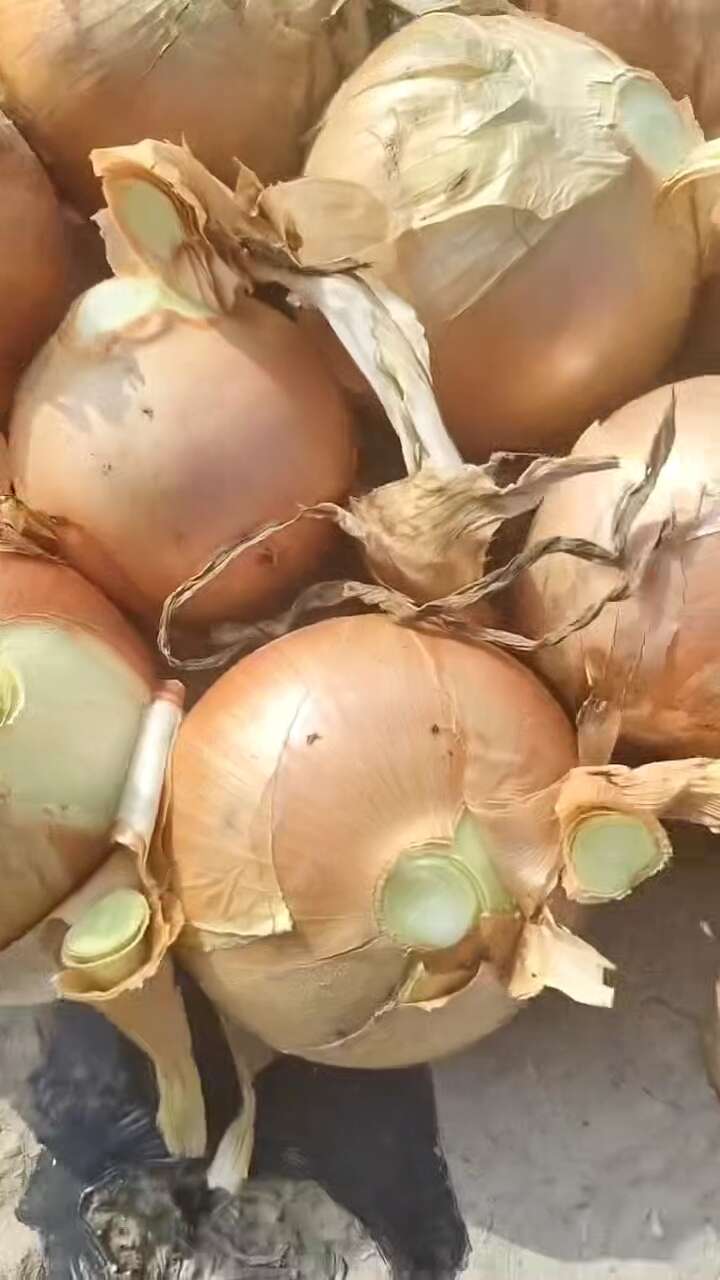 黄皮洋葱 大量供应 欢迎来聊