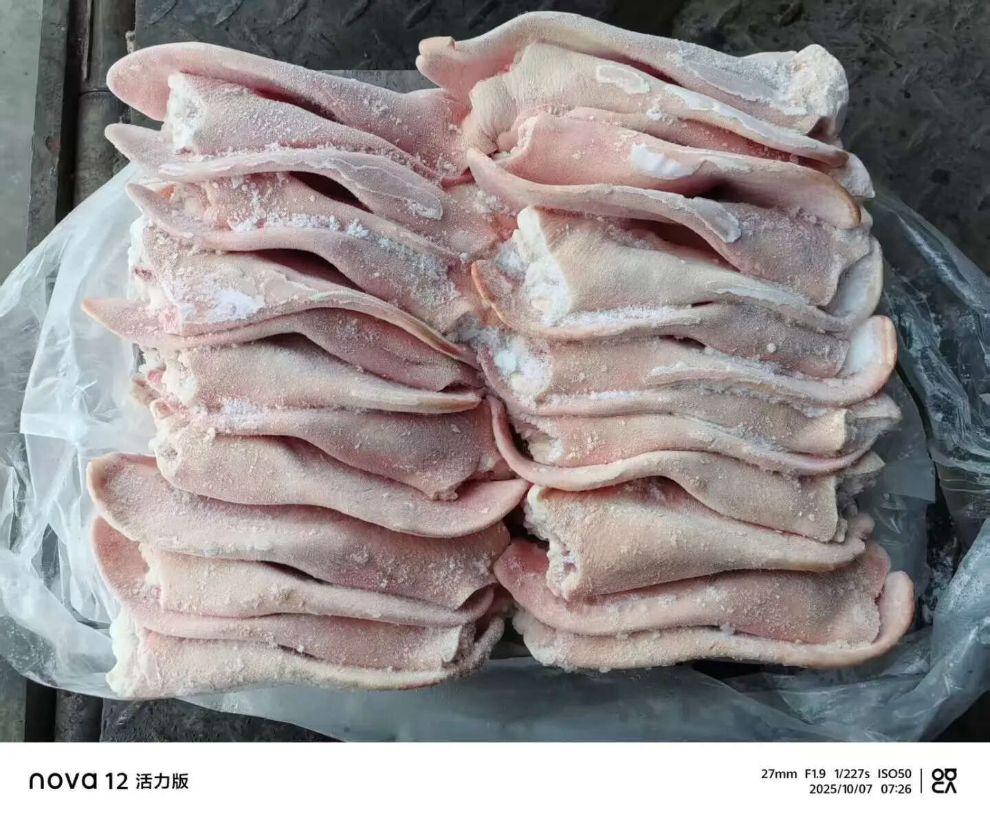 猪副产品 精修处理 爽脆可口 卤拌烧烤 冷冻猪耳朵