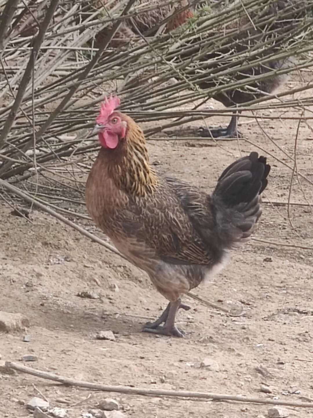 土鸡苗