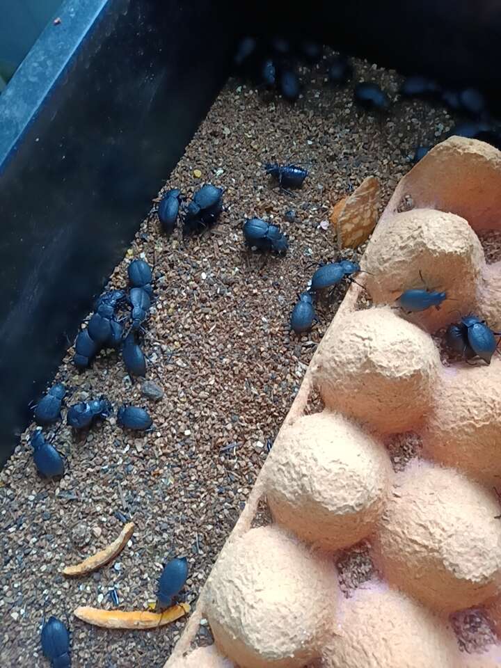 喙尾琵琶甲、臭壳子、臭屁虫  活体1斤起