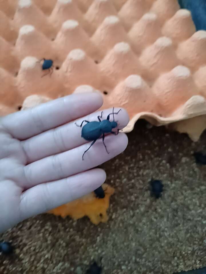 喙尾琵琶甲也叫臭屁虫，活体4斤起