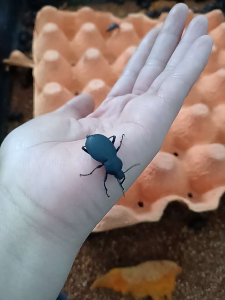 喙尾琵琶甲也叫臭屁虫，活体4斤起