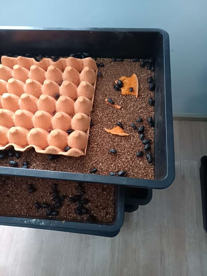 喙尾琵琶甲、臭壳子、臭屁虫  活体1斤起