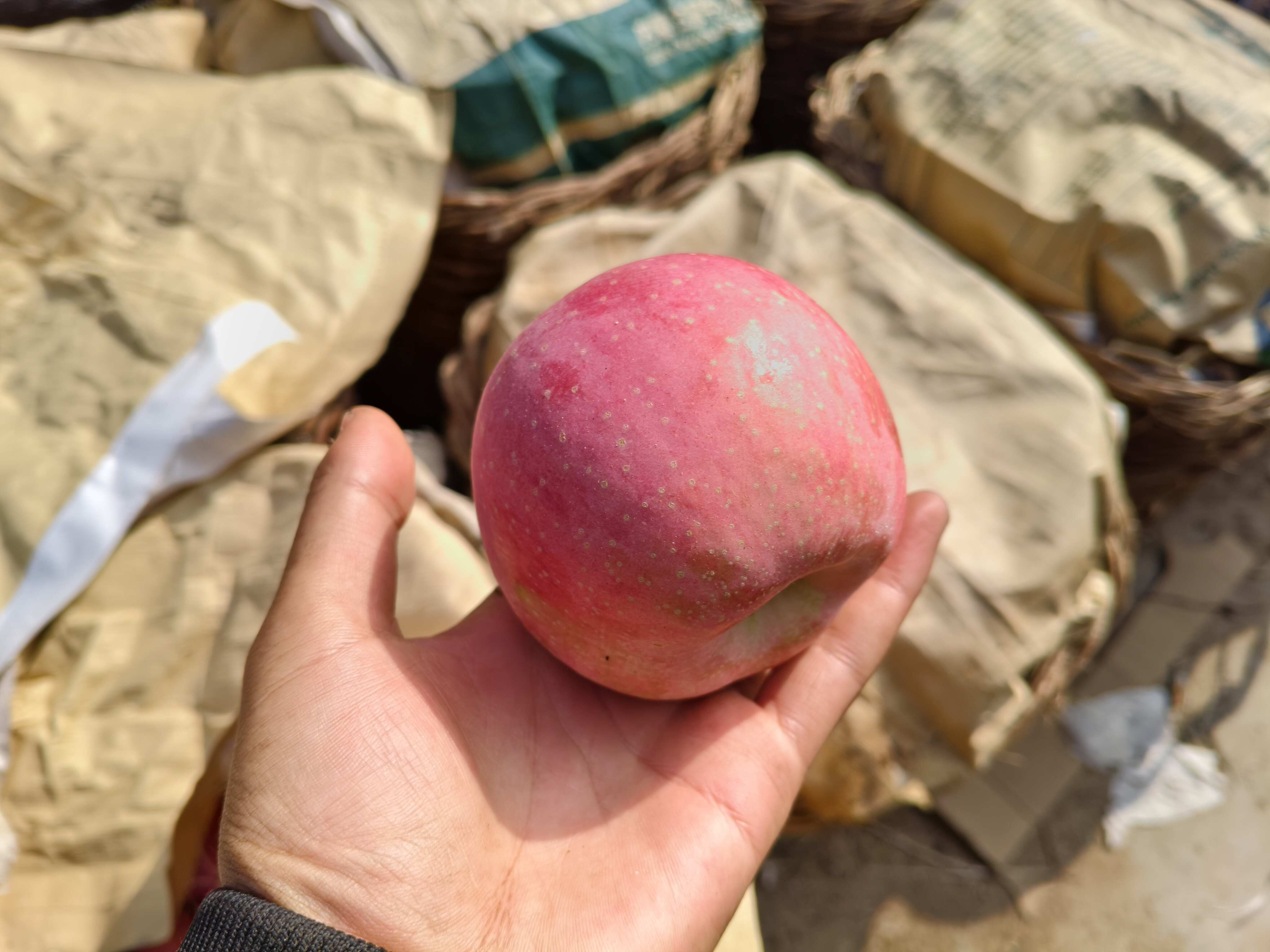 红富士苹果 好吃 个均匀 自家果园 无农药