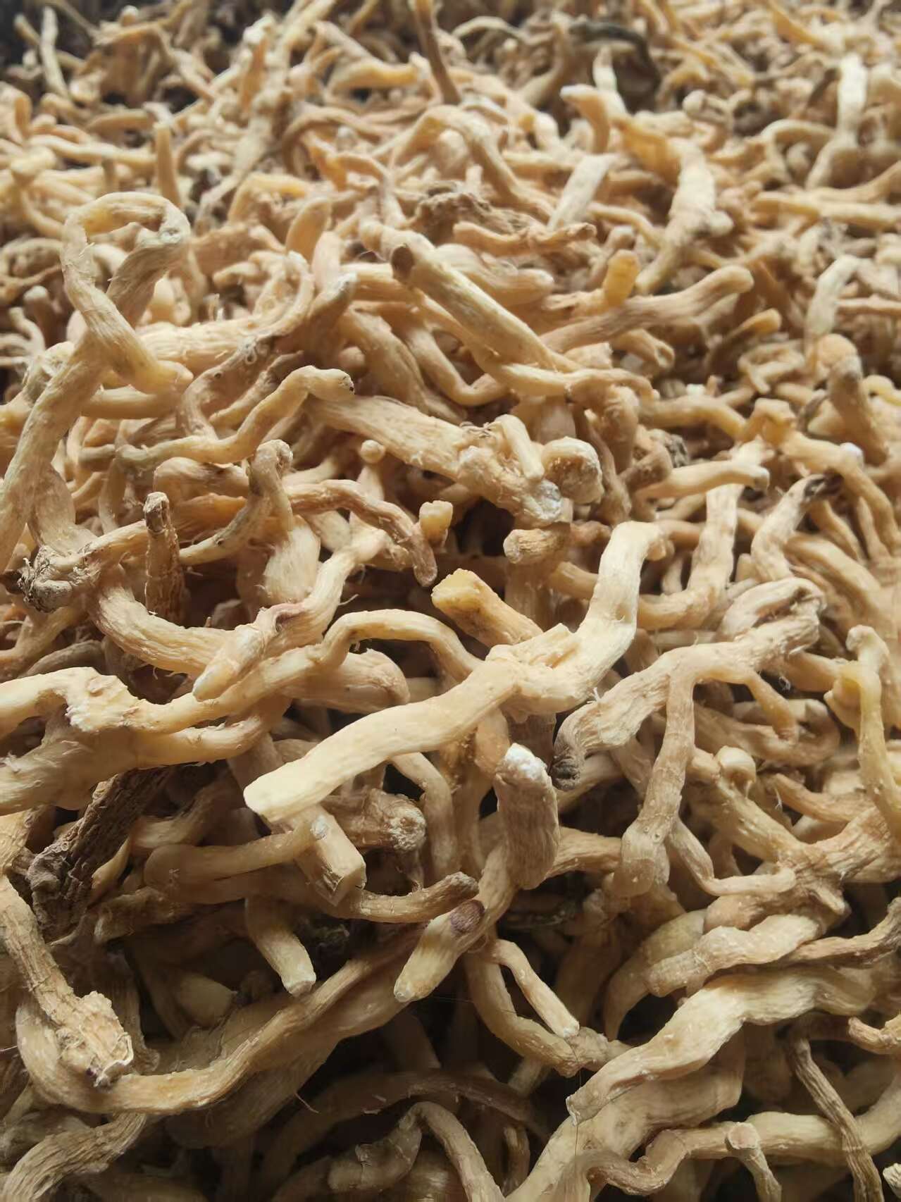 玉竹山玉竹玉竹