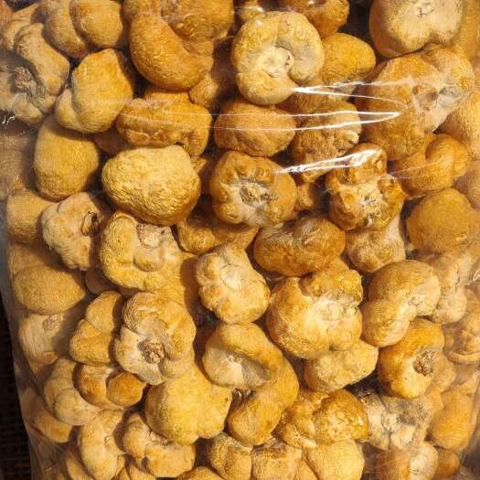 海林市猴头菇 春二茬