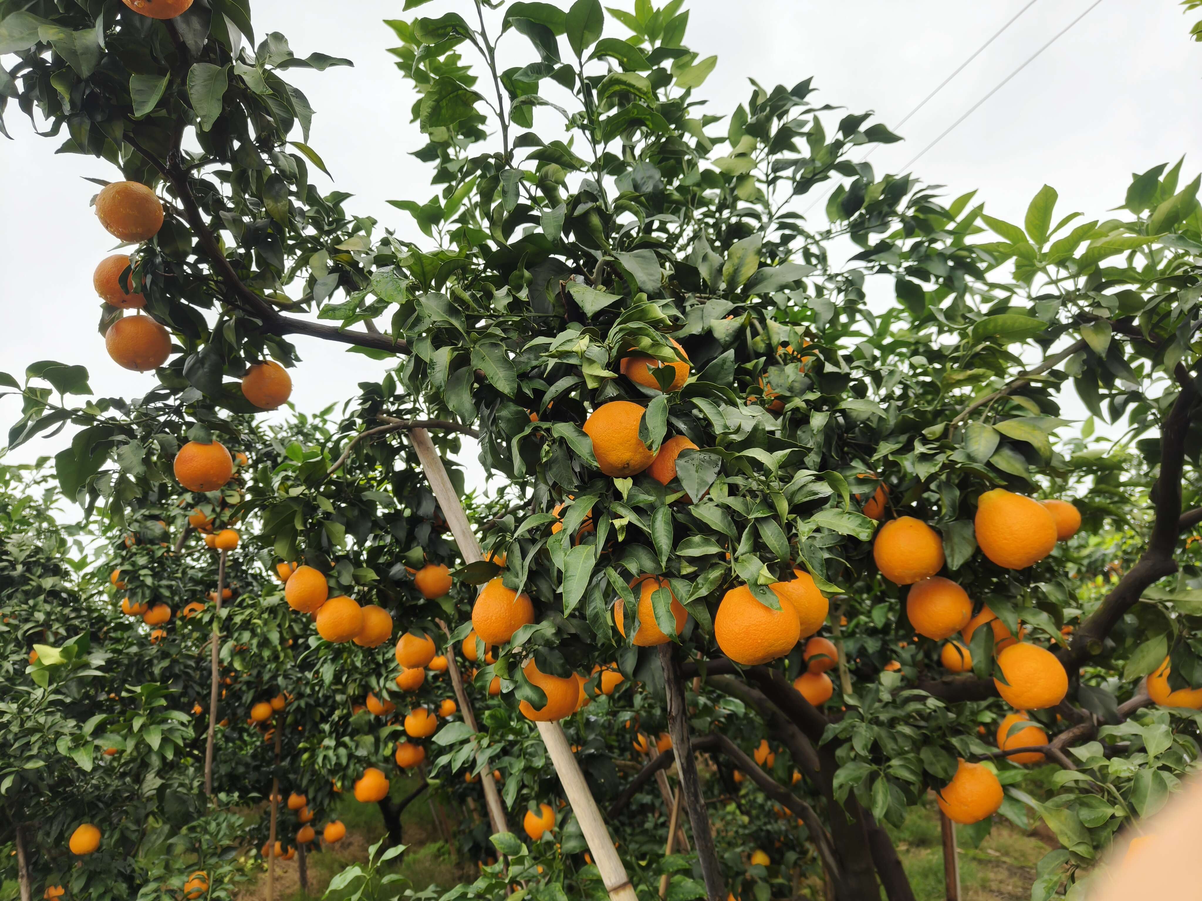 眉山爱媛 38 号果冻橙