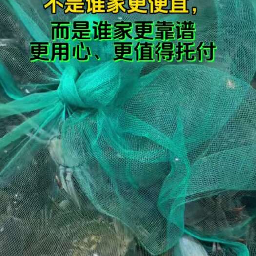 泗阳县富陵湿地红膏大闸蟹 产地直发 新鲜水产