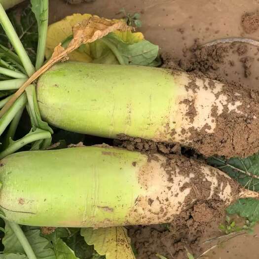 襄樊露头青萝卜