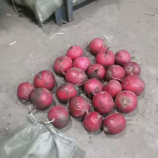 农安县冷库红皮萝卜