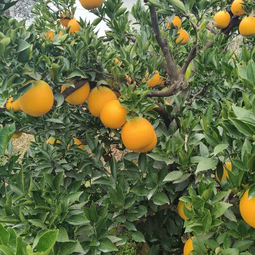 金堂县金堂脐橙   大量有货