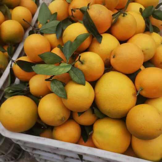 宁都县江西赣南脐橙 新鲜采摘 宁都产地直发