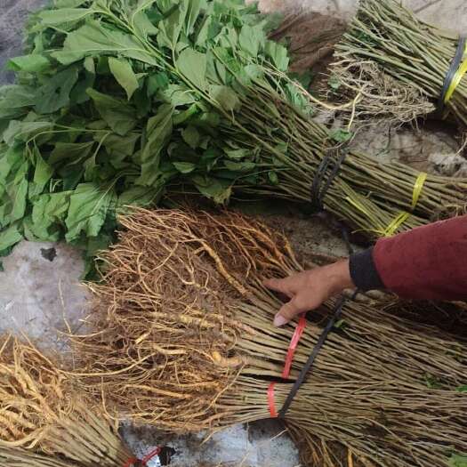 河池桑苗批发，产地直发，现挖现卖，靠谱货源，成活率高