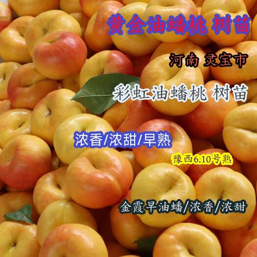 灵宝市河南灵宝市 黄金油蟠桃树苗 彩虹油蟠 金霞早油蟠树苗