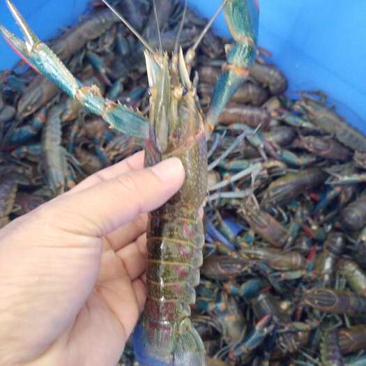 阳江供应澳洲淡水龙虾，澳龙，蓝龙虾，1.6两到1.9两规格