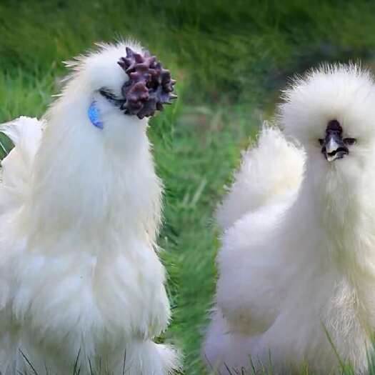 泰和县泰和乌鸡小青年