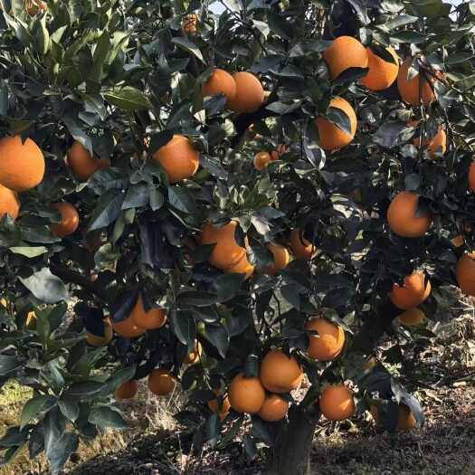 奉节奉节脐橙yyds！无催熟不打蜡，一口下去全是自然的清甜果香～