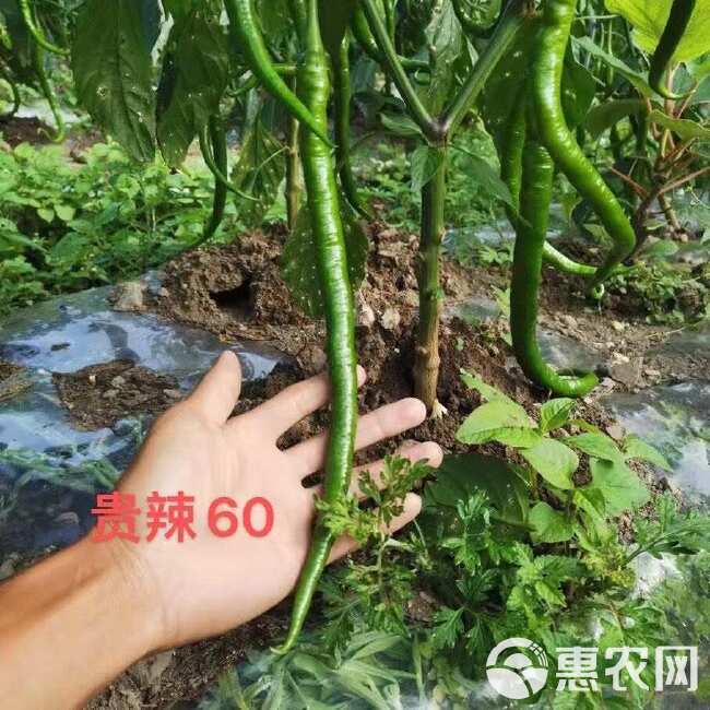 贵辣60特长香辣线椒王 辣椒种子 薄皮线椒种子 亩产万斤