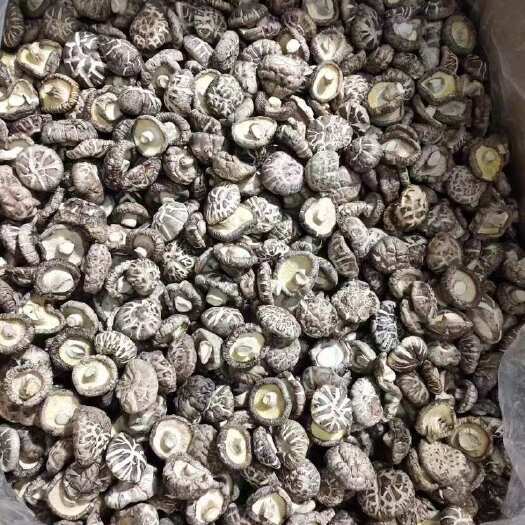 海丰县新花菇，39元一斤，10斤起批发