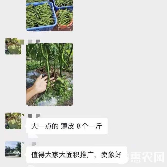 贵辣60特长香辣线椒王 辣椒种子 薄皮线椒种子 亩产万斤