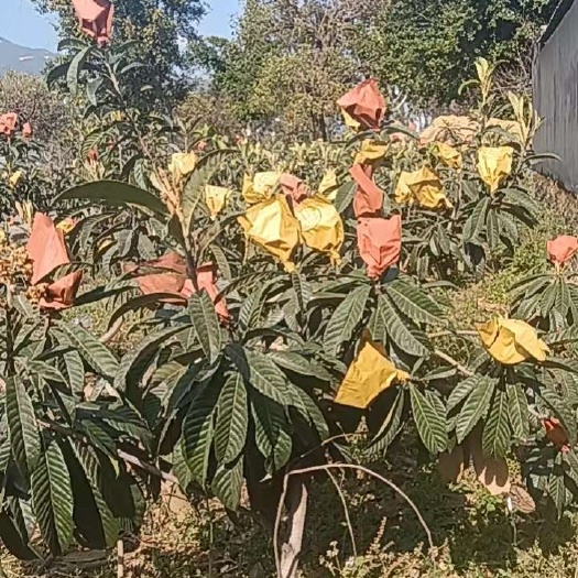 德昌县枇杷，肉厚核小，产地种植直销，支持一件代发。