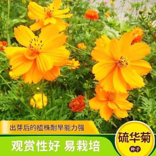 硫华菊种子观赏格桑花黄色波斯菊花种籽耐旱庭院阳台盆栽花草植物