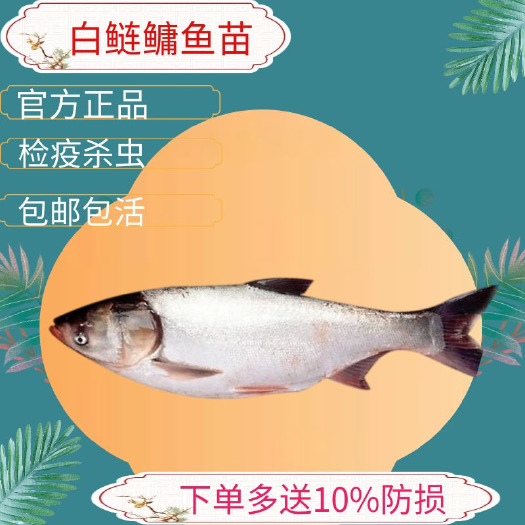 扁鱼苗白鲢鱼苗