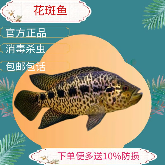广州石斑鱼苗花斑鱼苗淡水石斑鱼苗