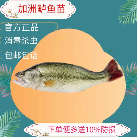 加州鲈鱼苗  鲈鱼苗加洲鲈鱼苗淡水鲈鱼苗