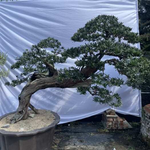 佛山海岛红芽罗汉松