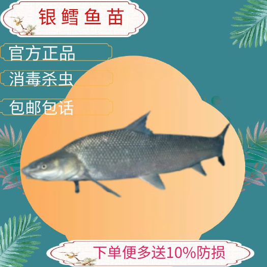 广州银鳕鱼苗  广东广州花都区鳕鱼苗淡水鳕鱼苗