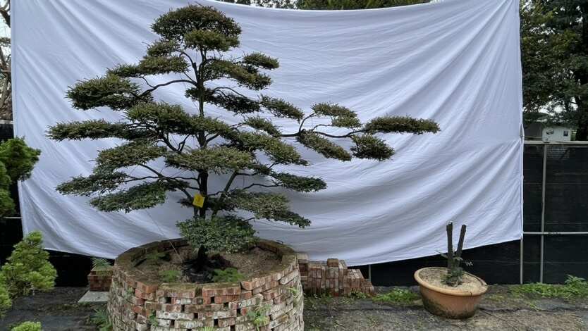 佛山小叶紫檀