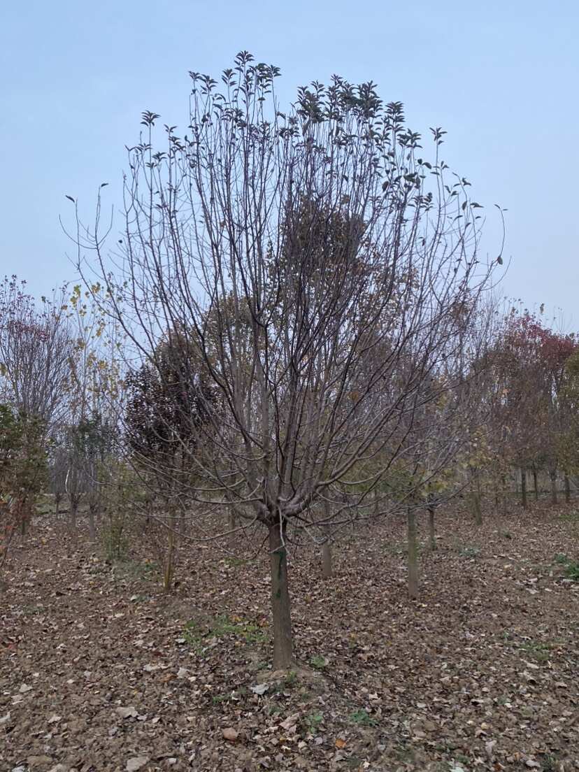 绚丽海棠—基地直销