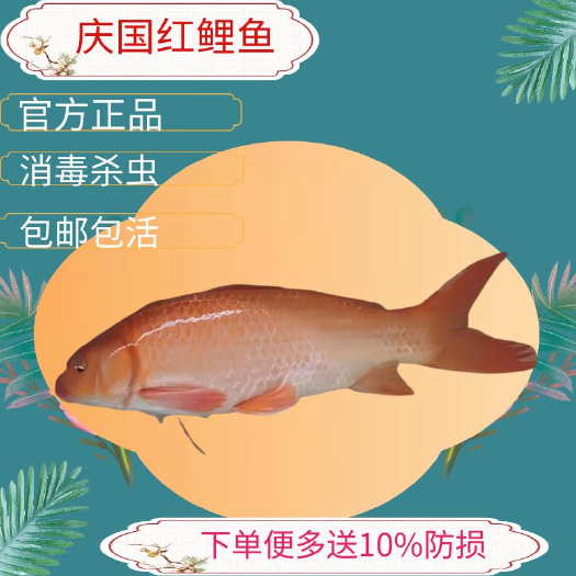 广州鲤鱼苗红鲤鱼苗庆国红鲤鱼苗祈福放生鱼苗