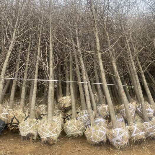 郯城县8公分银杏树—山东基地清地处理