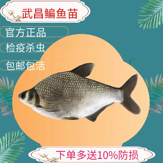 广州武昌鱼苗边鱼苗广东鲂鱼苗鳊鱼苗