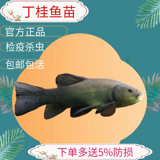 广州丁贵鱼苗丁桂鱼苗太岁鱼苗