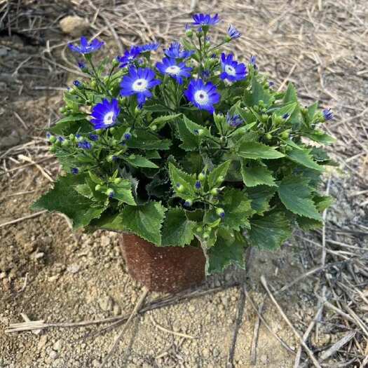 普宁市花叶菊