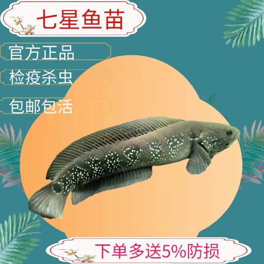 广州七星鱼苗张公鱼苗斑鱼苗