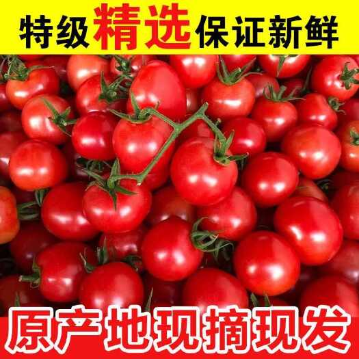 上林县圣女果小番茄小西红柿新鲜生吃应季水果批发非千禧果圣女果超甜
